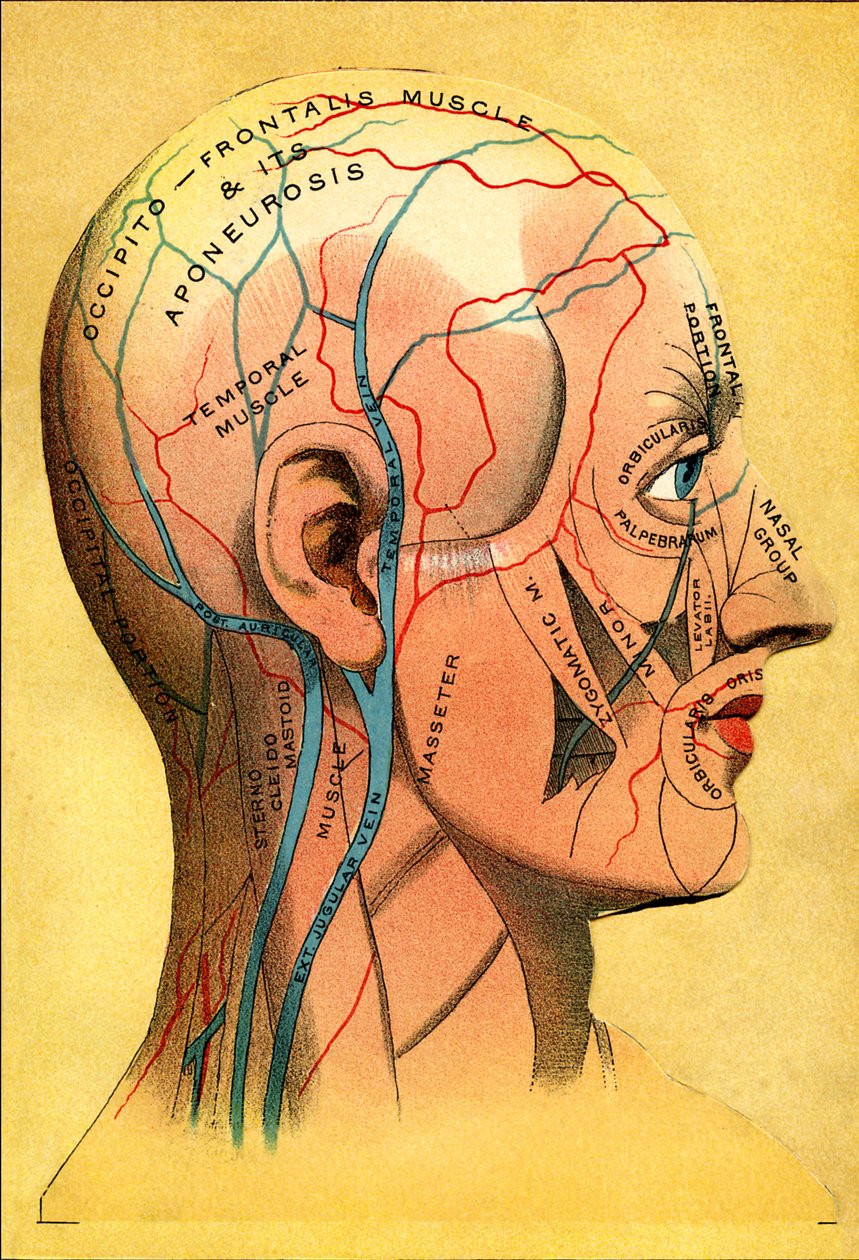 Anatomiskt diagram, huvudet - Hårbotten: venöst dränering av Unbekannt