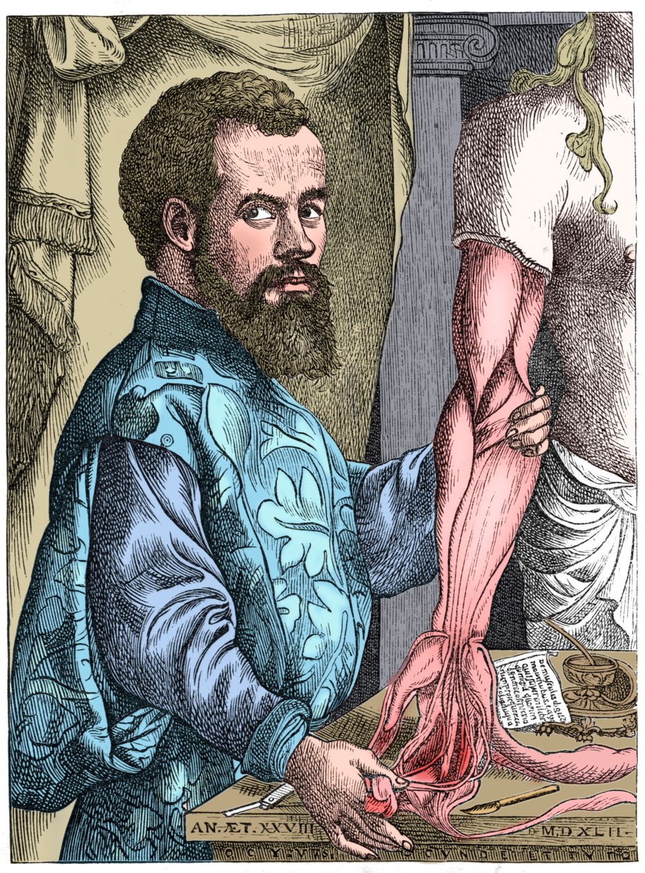 Andreas Vesalius, flamländsk anatom från 1500-talet av Unbekannt