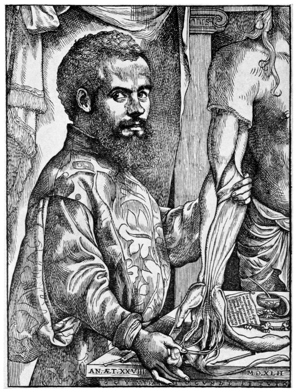 Andreas Vesalius, flamländsk anatom från 1500-talet, 1954 av Unbekannt