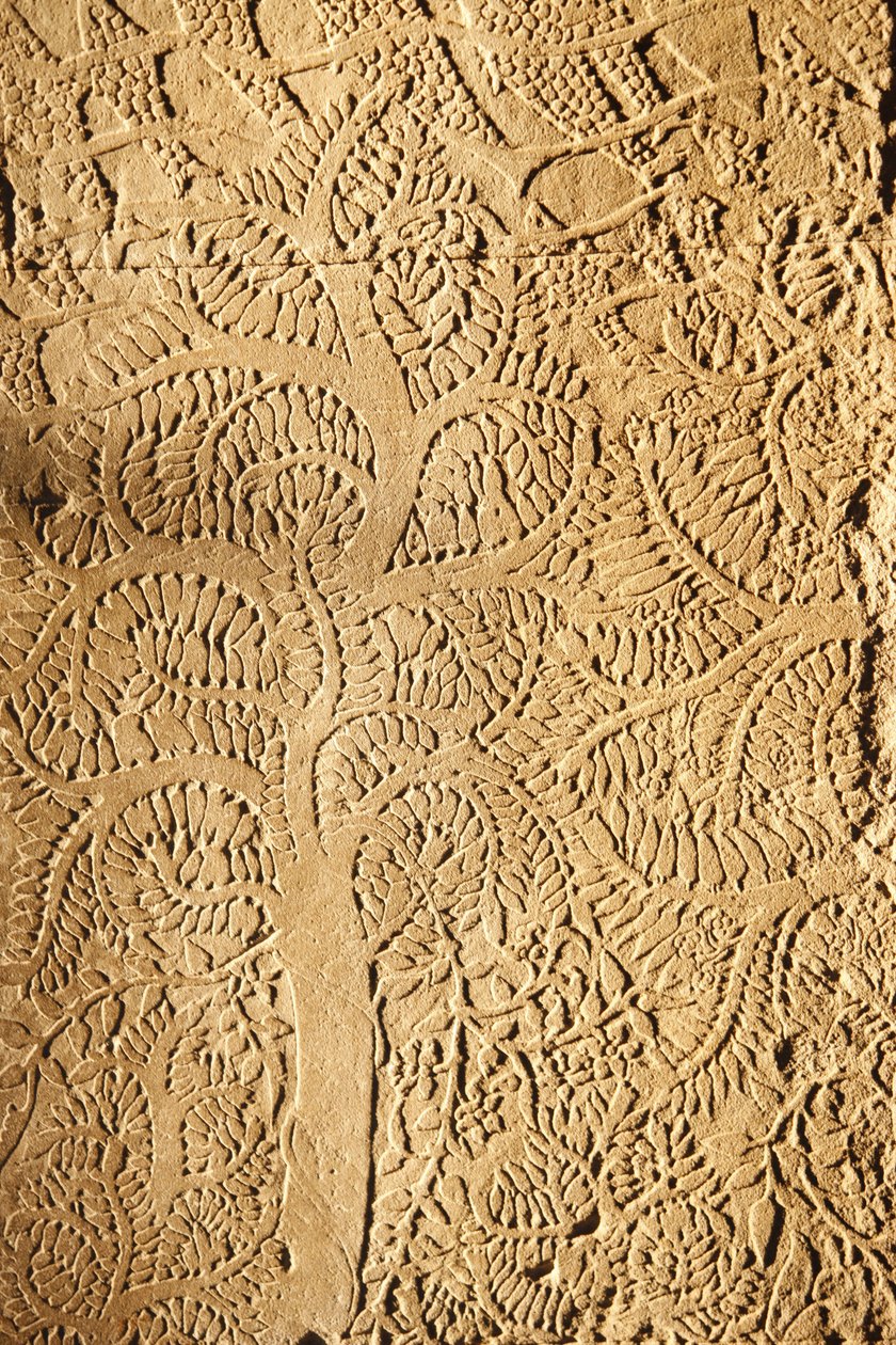 Angkor Wat, snidad detalj på WallTree, Siem Reap, Kambodja av Unbekannt