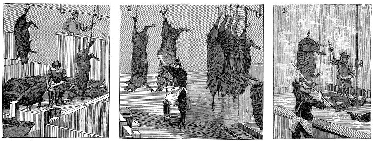 Armour Companys grisslakteri, Chicago, Illinois, USA, 1892 av Unbekannt