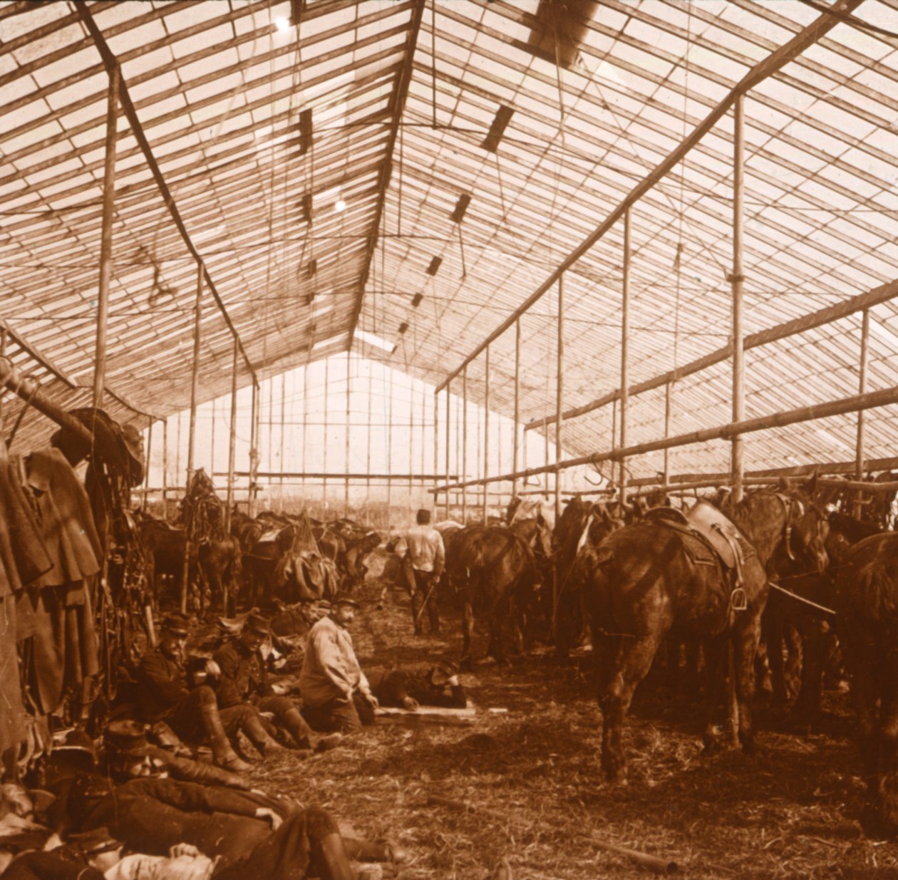 Artillerihästar, c1914-c1918 av Unbekannt