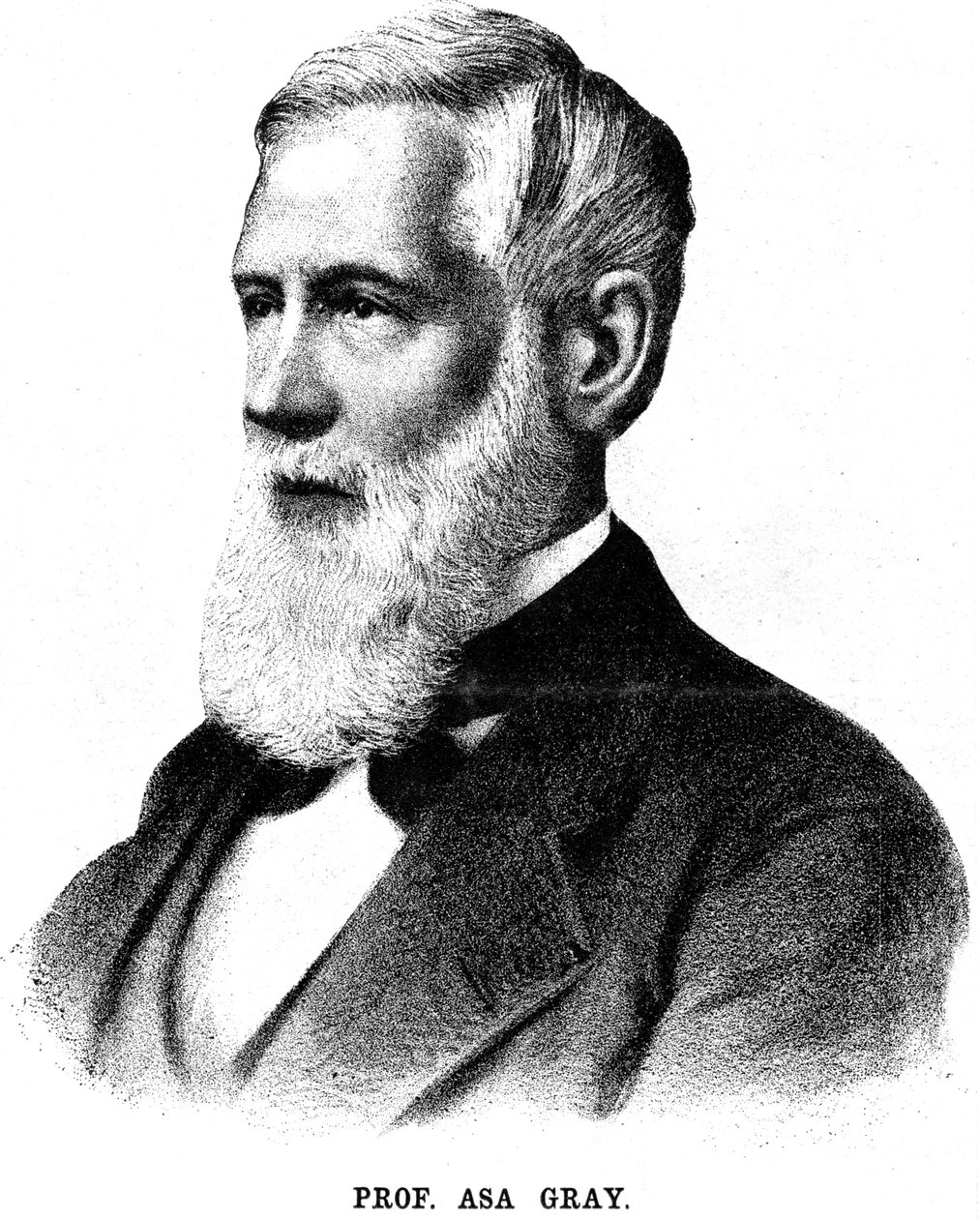 Asa Gray, amerikansk botaniker, 1888 av Unbekannt