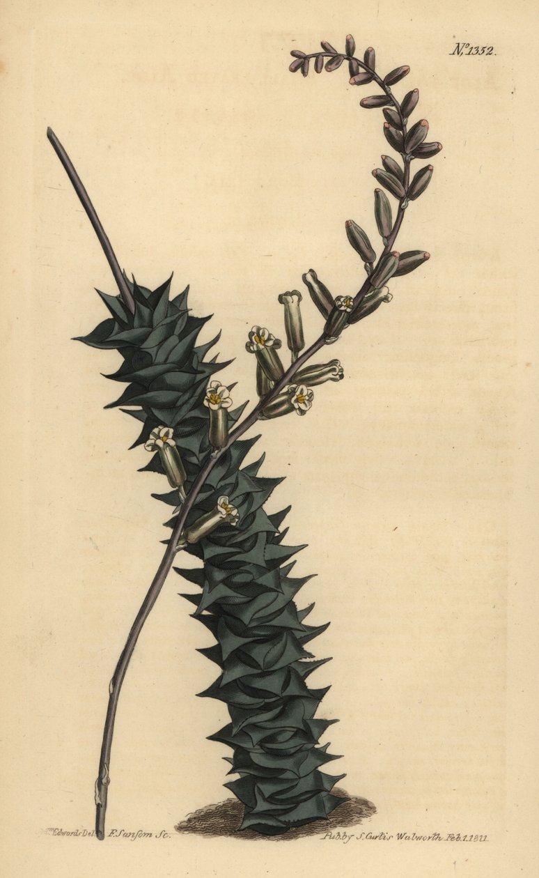 Astroloba foliolosa (småbladig aloe, Aloe foliolosa) av Unbekannt