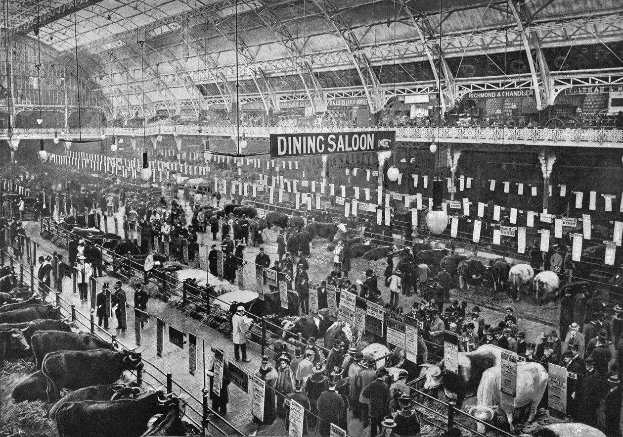 På Smithfield Club boskapsutställning, Agricultural Hall, Islington, London, 1902 1903 av Unbekannt