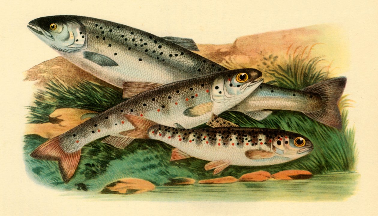 Atlantlax - Grilse, Smolt och Parr, 1887, 1946. av Unbekannt