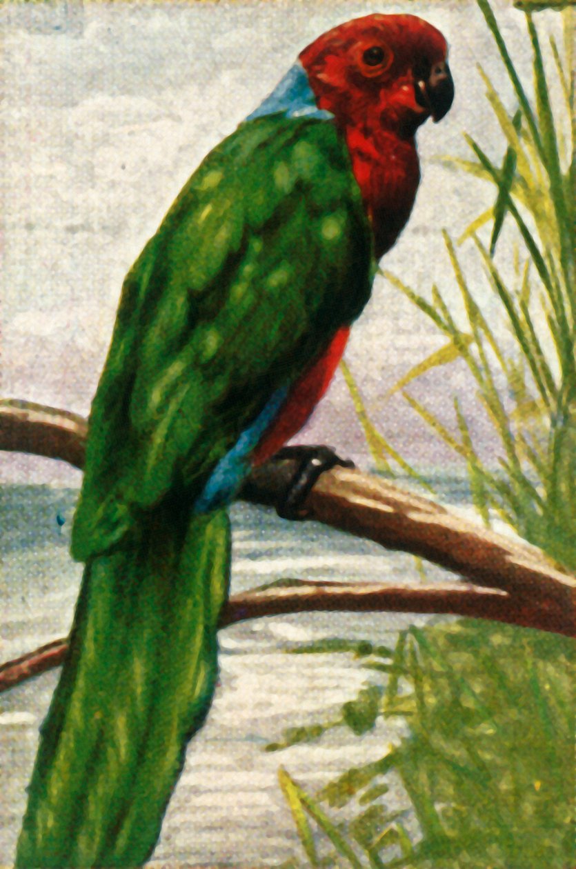 Austral parakit, c1928. av Unbekannt