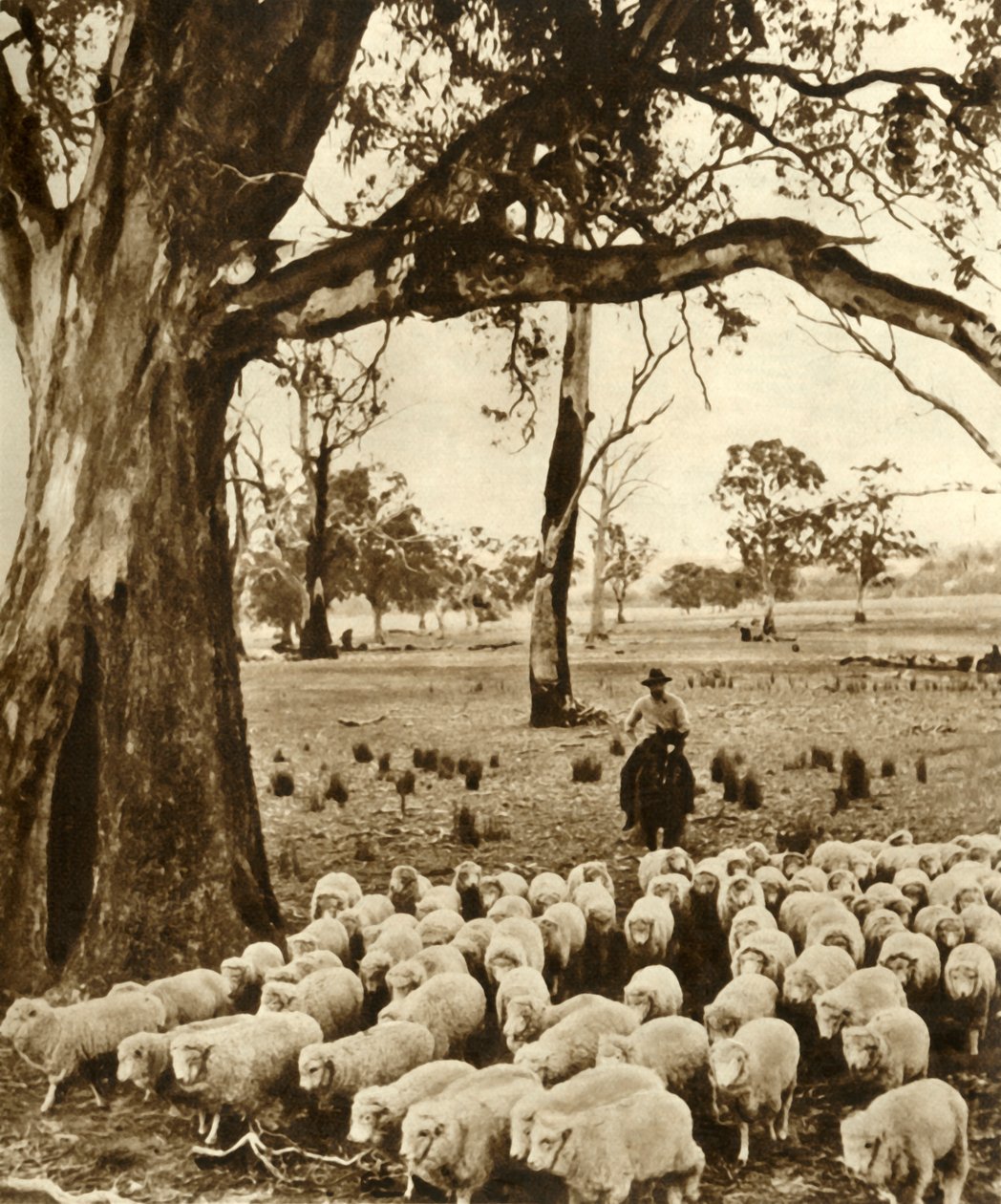 Australien - En förare med några av sina anklagelser på en fårstation i delstaten Victoria, c1948. av Unbekannt
