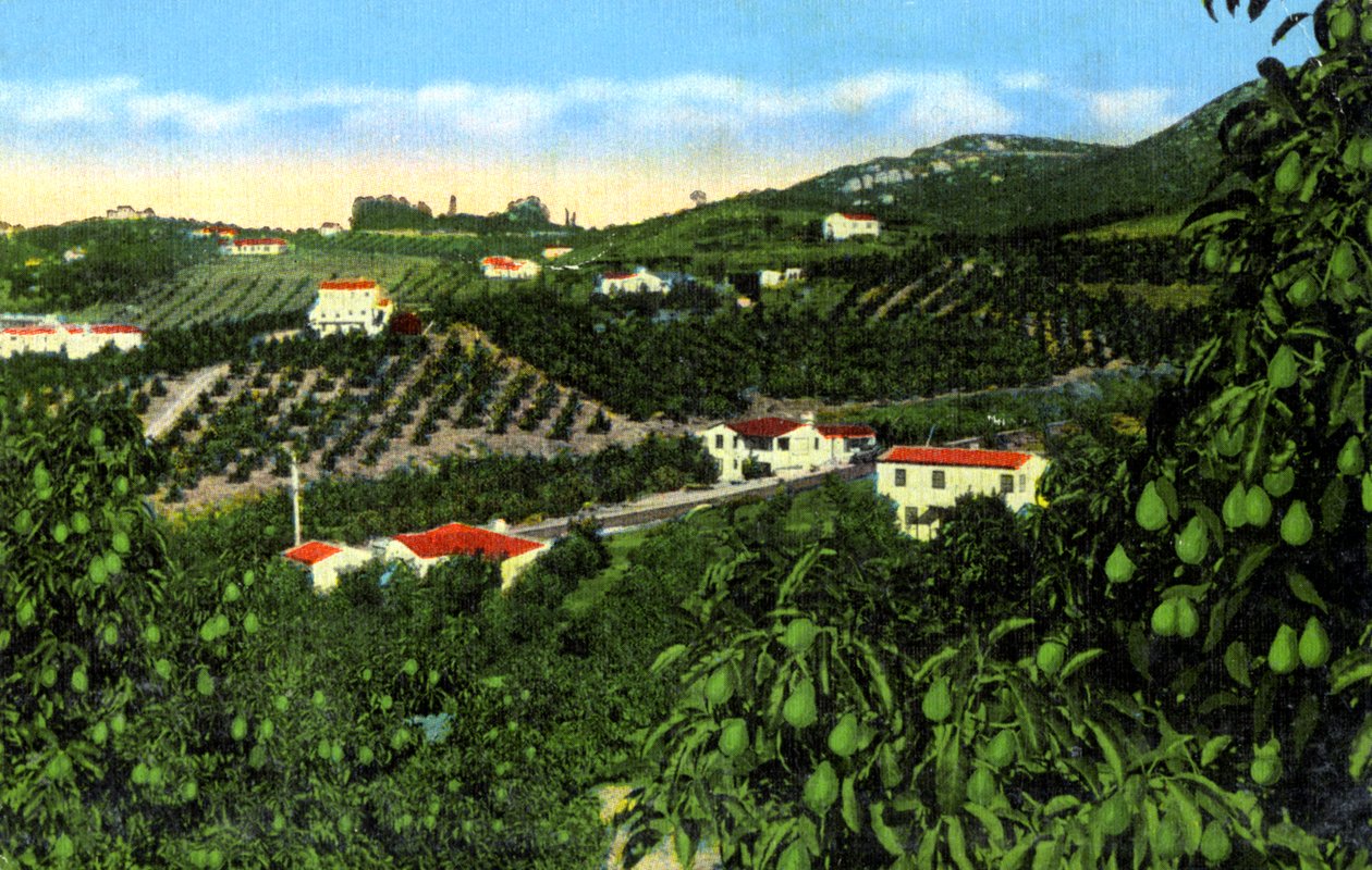 Avokadolundar, San Diego, Kalifornien, USA, ca 1900-talet av Unbekannt