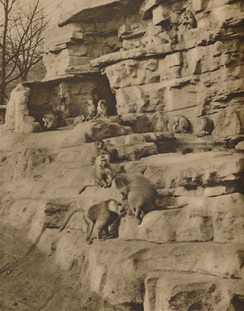 Babianer i deras naturliga omgivningar på Monkey Hill, c1935. av Unbekannt