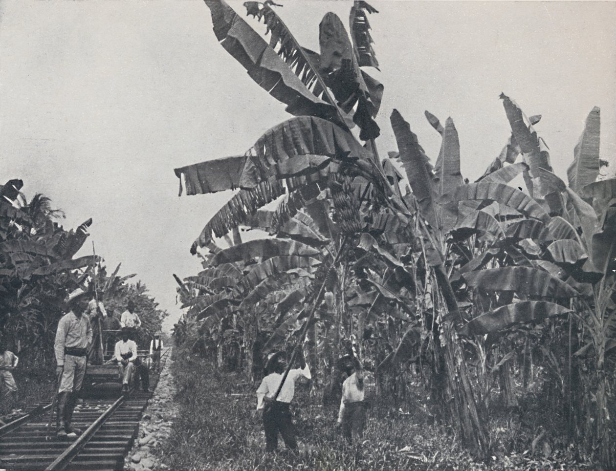Bananplantage, 1924 av Unbekannt