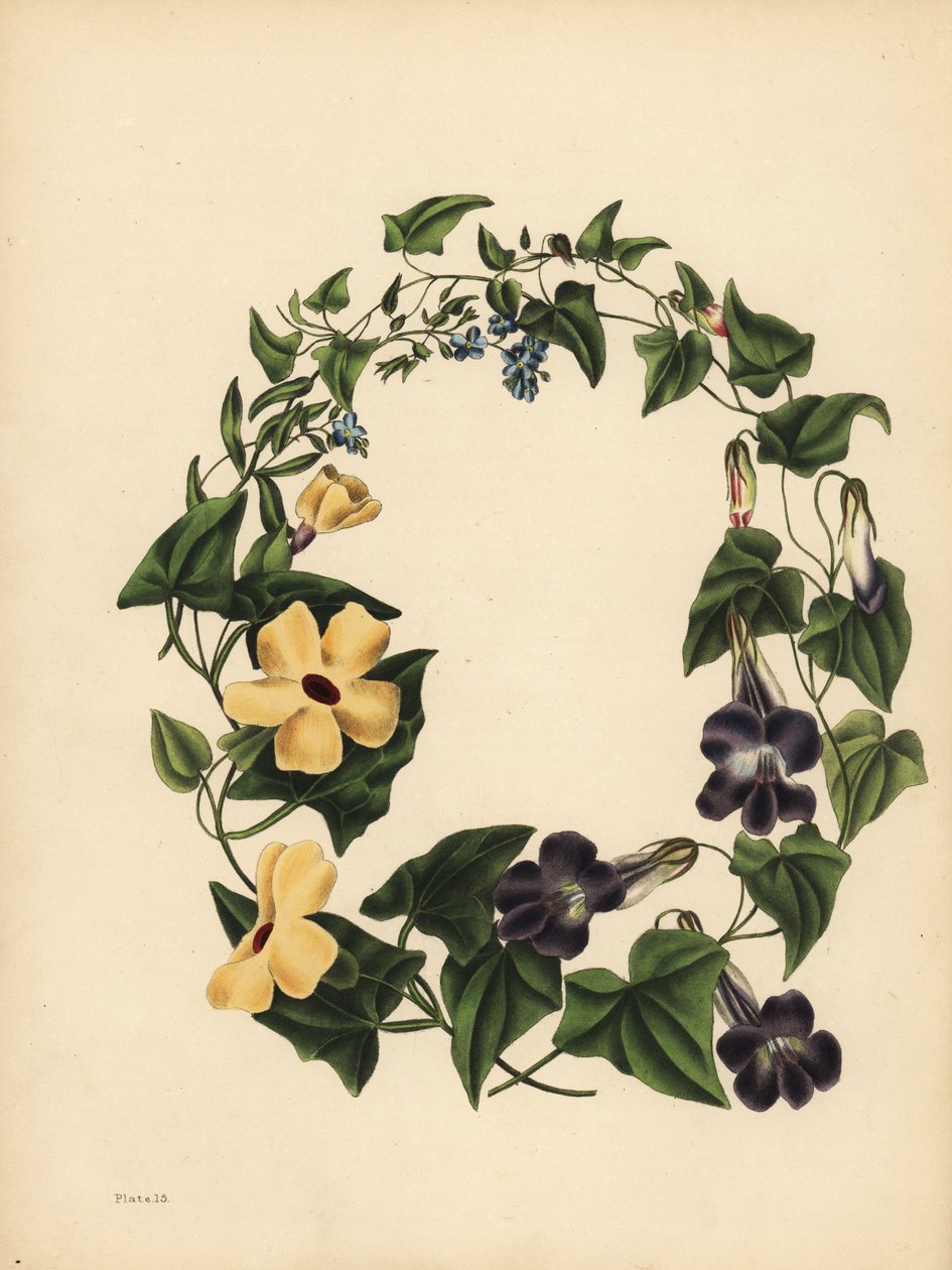 Barclays Maurandia, Maurandya barclayana, den bevingade Thunbergia, Thunbergia alata, Minne; Skorpiongräs, glöm mig inte, Myosotis scorpioides av Unbekannt