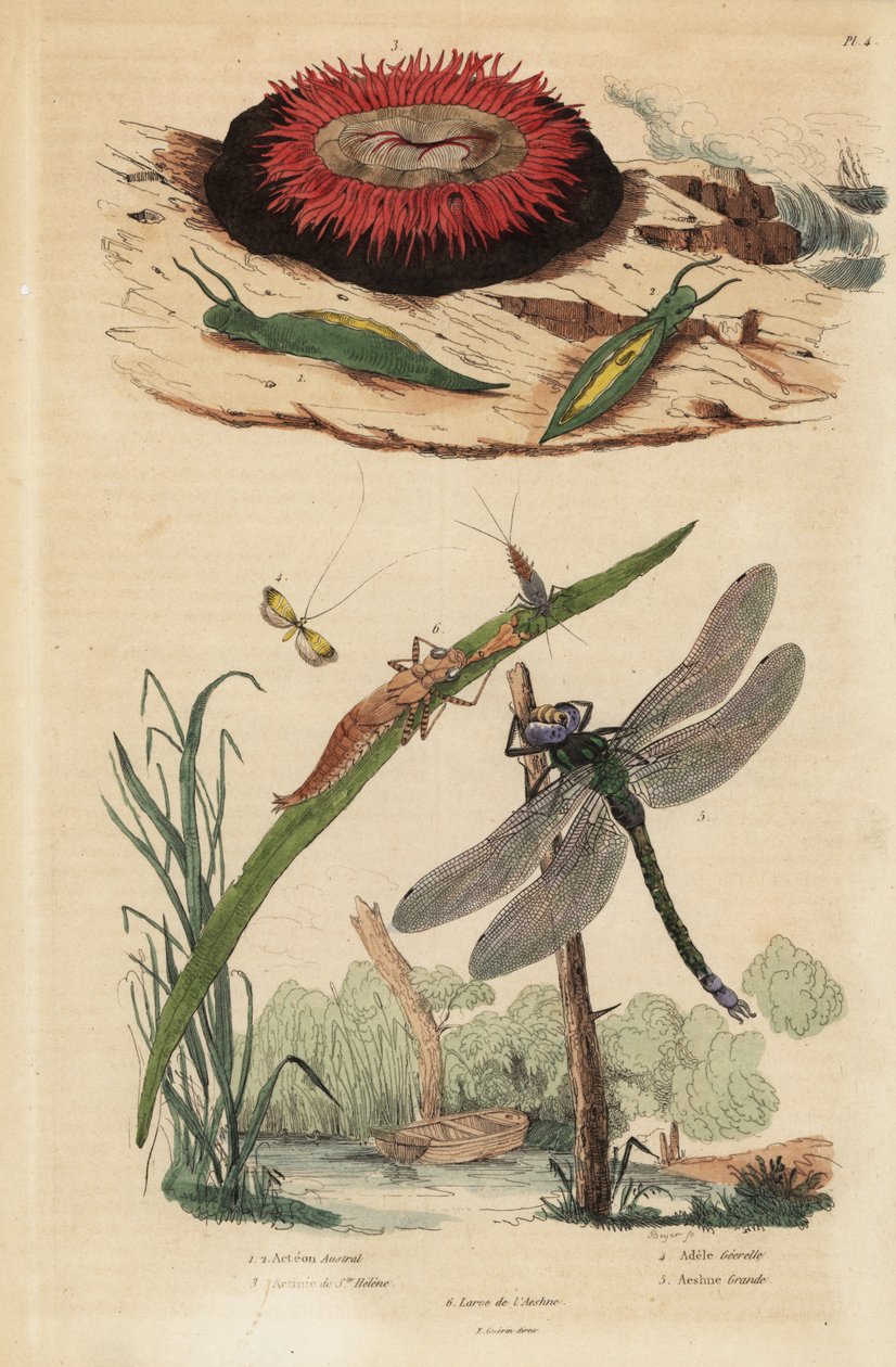 Tunnbubbelsnigel, Acteon tormatilis 1, beadlet anemone, Actinia equina 2, gulbarrigt långhorn, Nemophora degeerella 3, brun hawker, Aeshna grandis 4 av Unbekannt