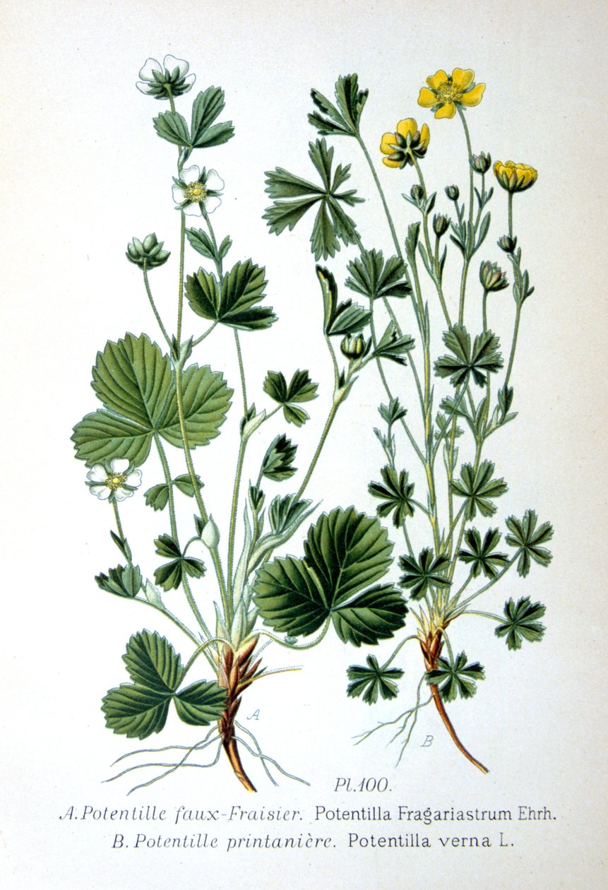Karg jordgubbs- och vårsilver, 1893 av Unbekannt
