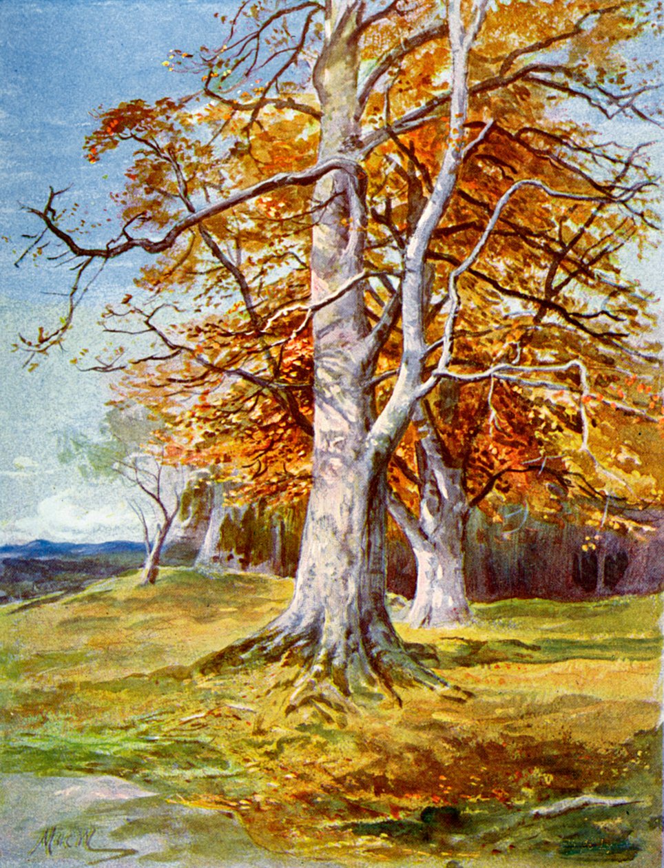 Bokträd, höst, 1900 av Unbekannt