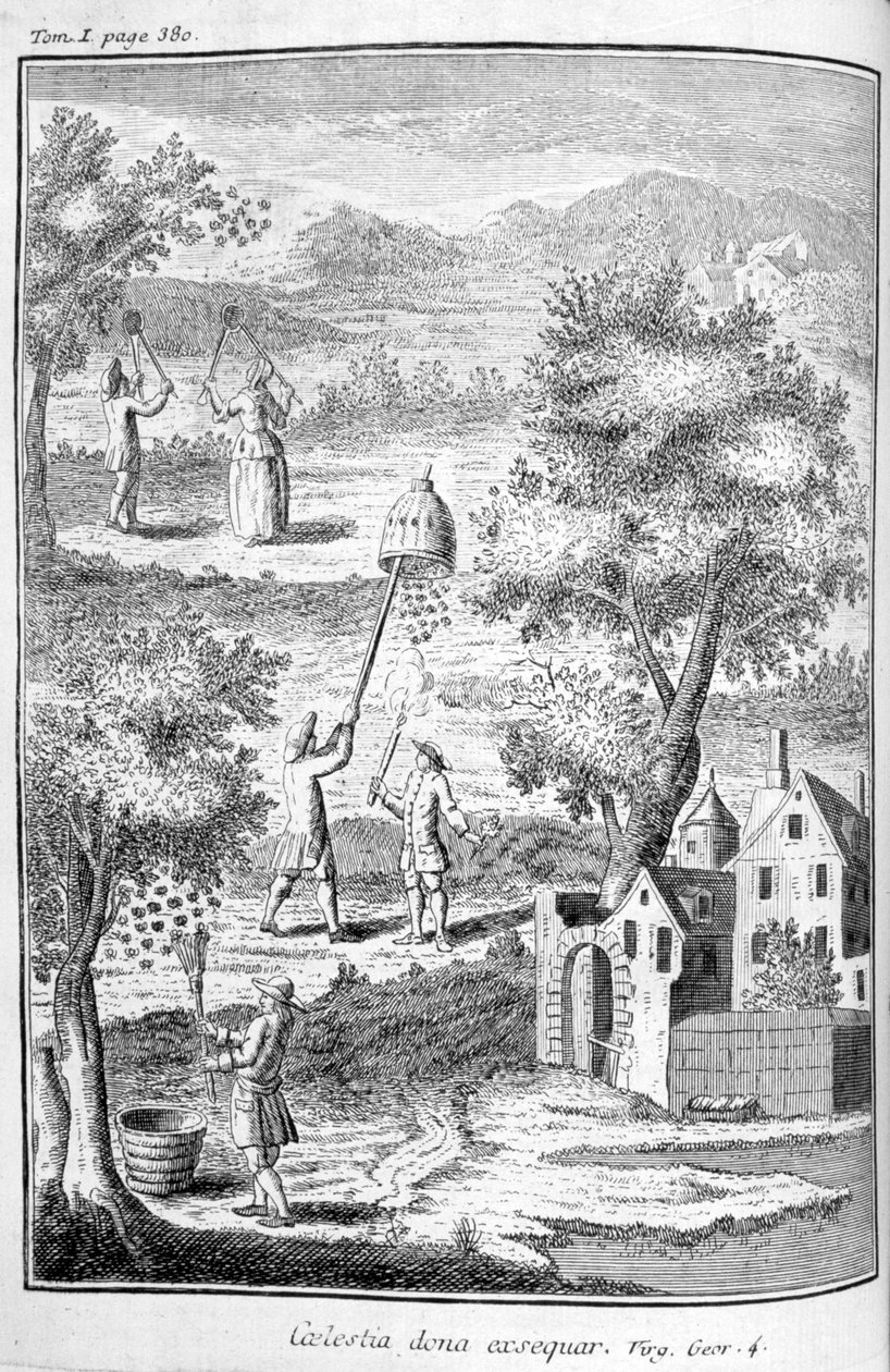 Biodling, 1775 av Unbekannt