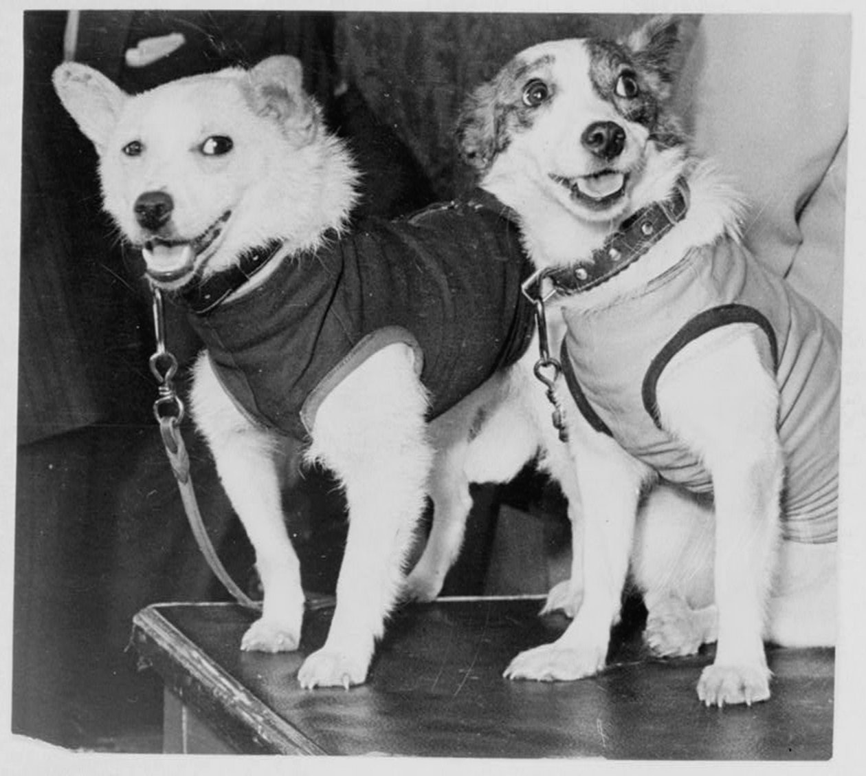 Belka och Strelka, ryska kosmonauthundar, 1960 av Unbekannt