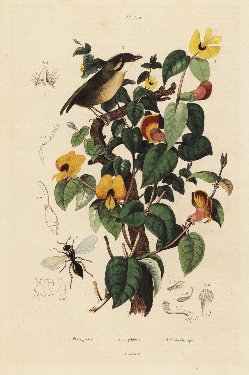 Svartkindad gnateater, Conopophaga melanops, Handsome Sweetpea, Platylobium formosum och Inostemma boscii geting av Unbekannt