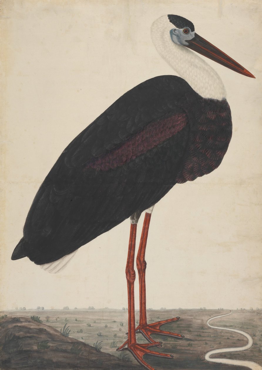 Svart stork i ett landskap, ca. 1780. av Unbekannt