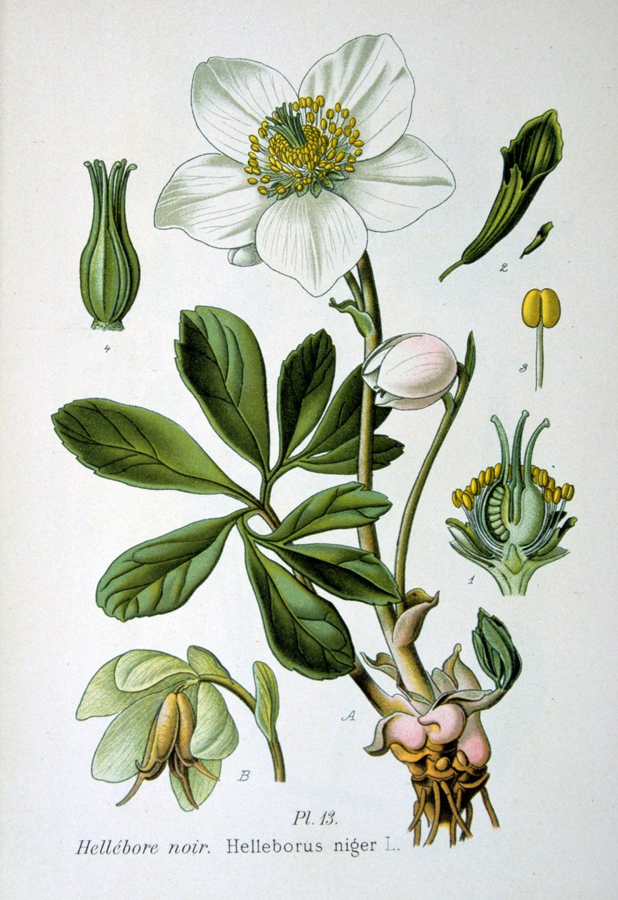 Svart hellebora, 1893 av Unbekannt