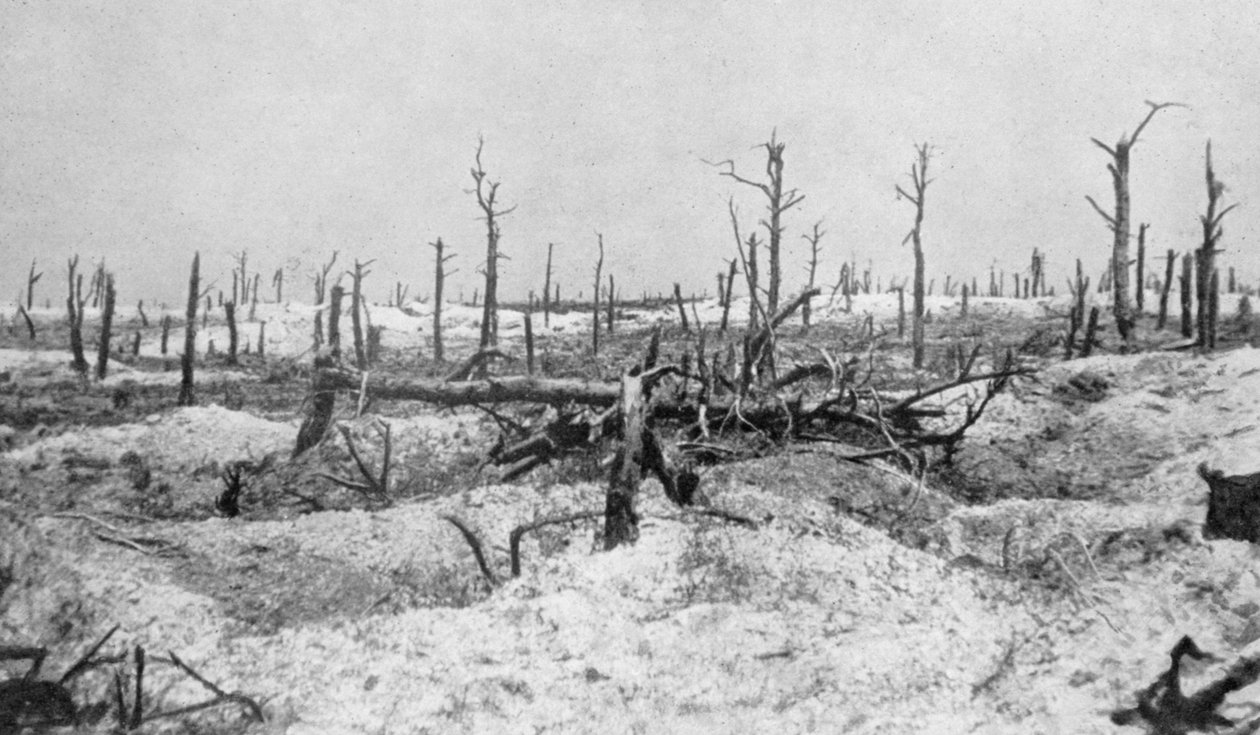 Sprängda trädstubbar, Mesnil, Champagne, Frankrike, första världskriget, 1915 av Unbekannt