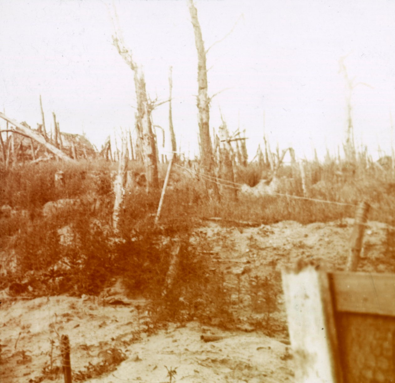 Blästrat trä, Nieuwpoort, Flandern, Belgien, c1914-c1918 av Unbekannt