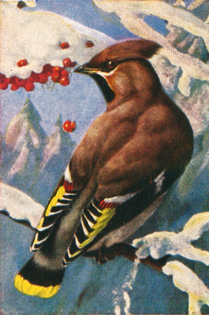 Bohemisk vaxvinge, från 1928. av Unbekannt