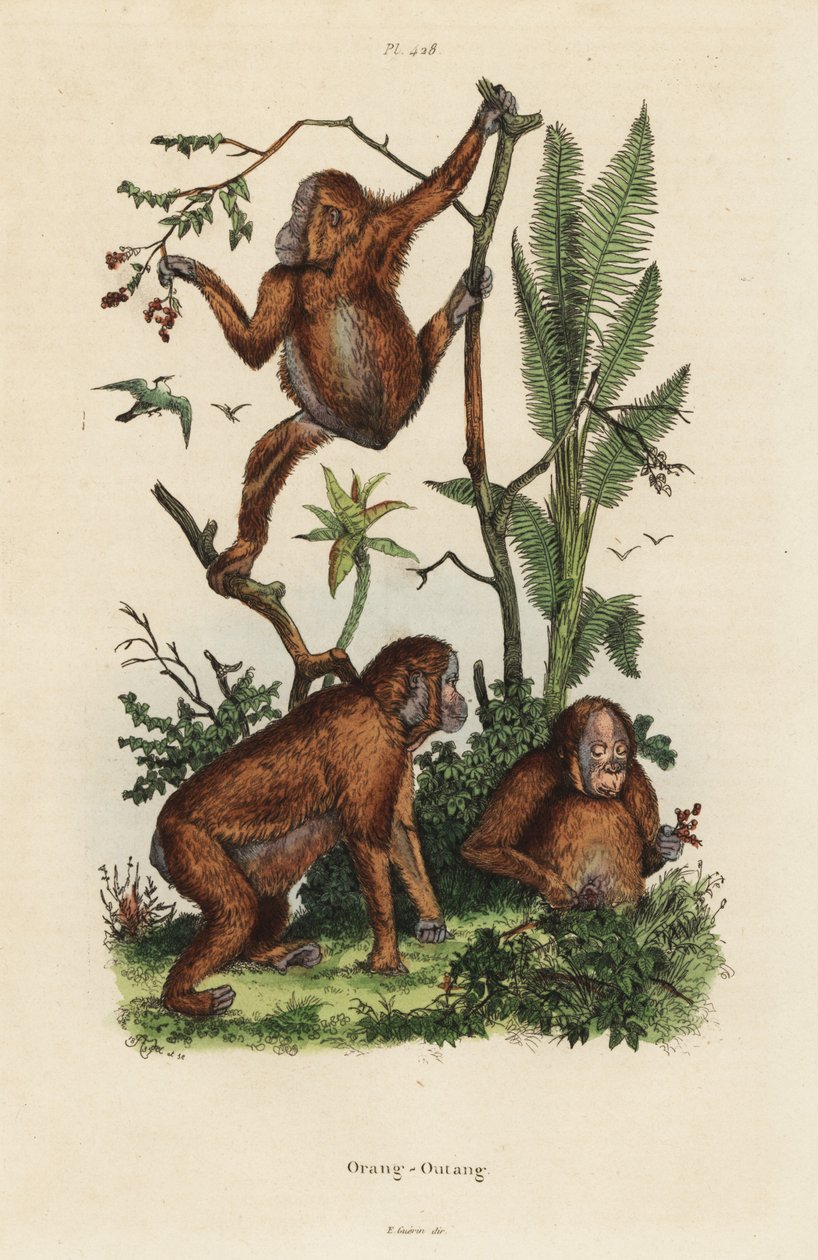 Borneanska orangutanger, Pongo pygmaeus av Unbekannt