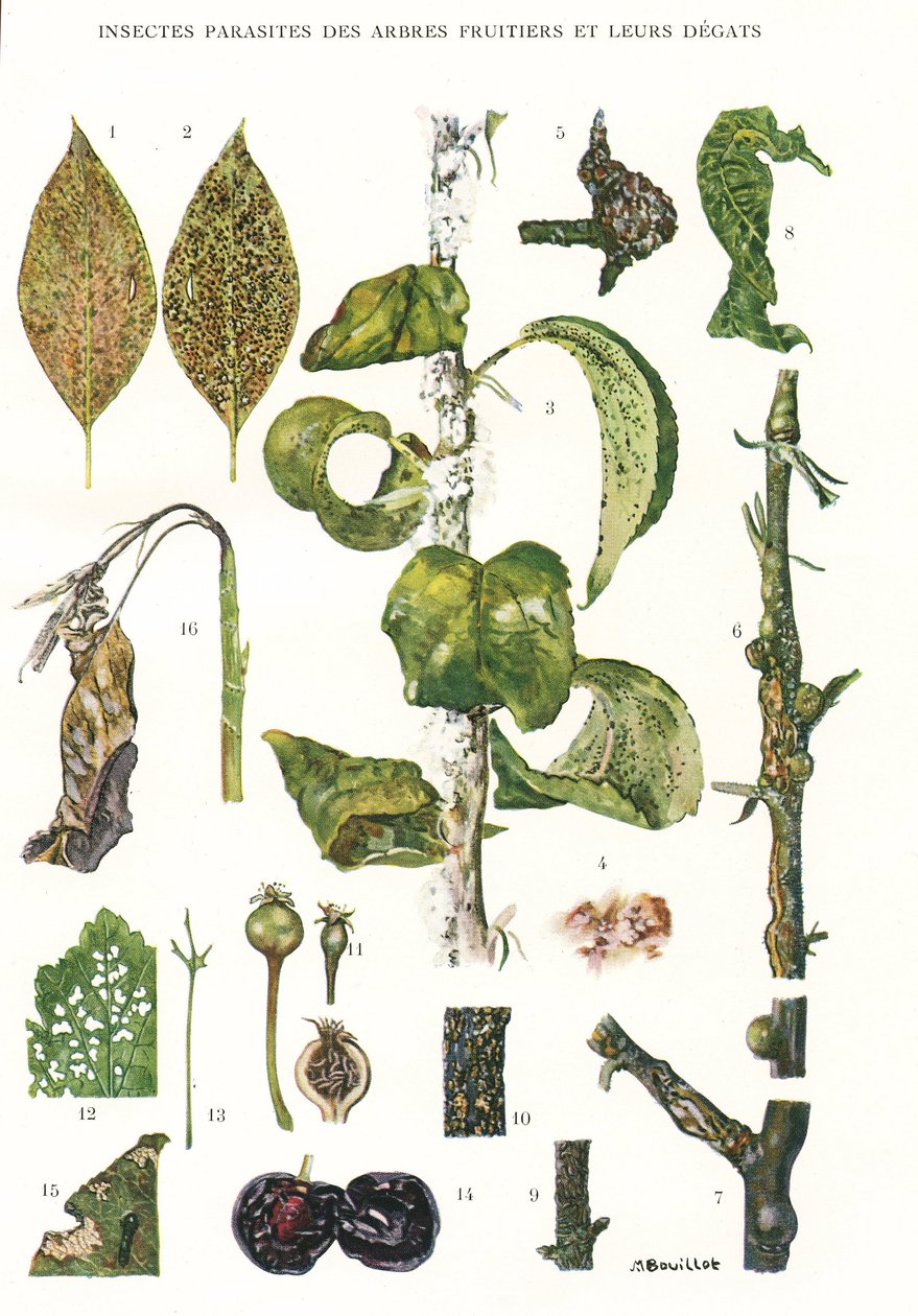 Botaniska styrelsen/fruktträdparasiter av Unbekannt