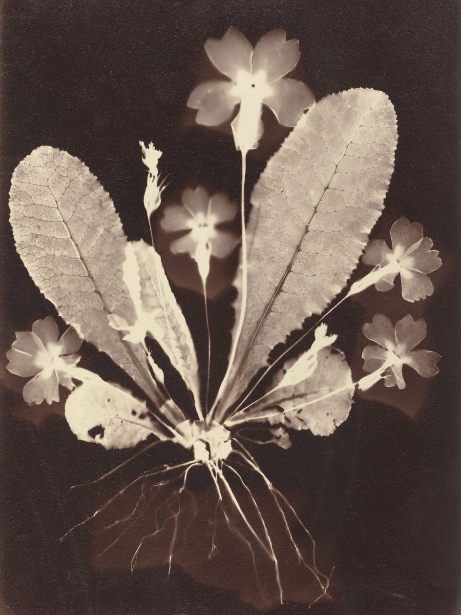 Botaniskt fotogram, 1860-talet. av Unbekannt