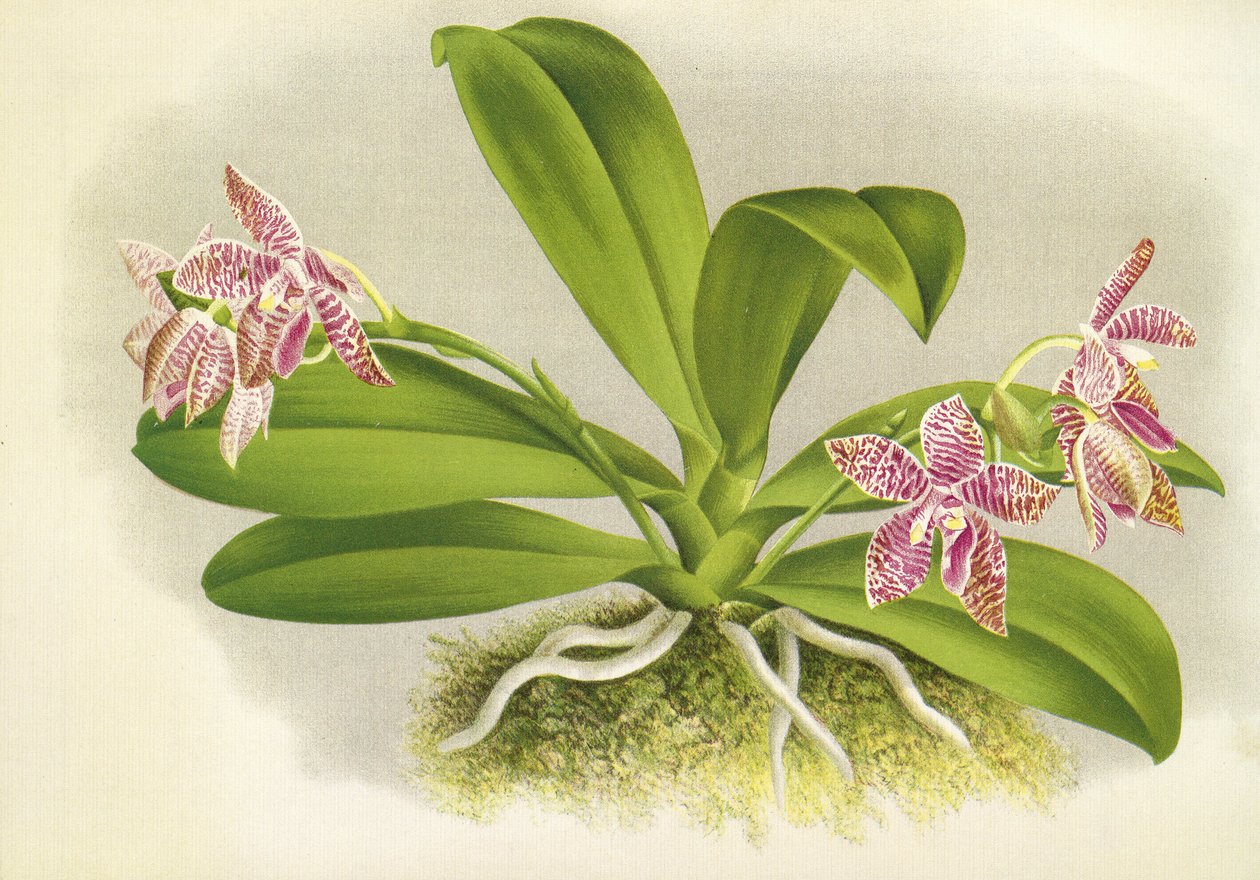 Botanisk styrelse/Phalaenopsis luddemanniana/Lindenia av Unbekannt