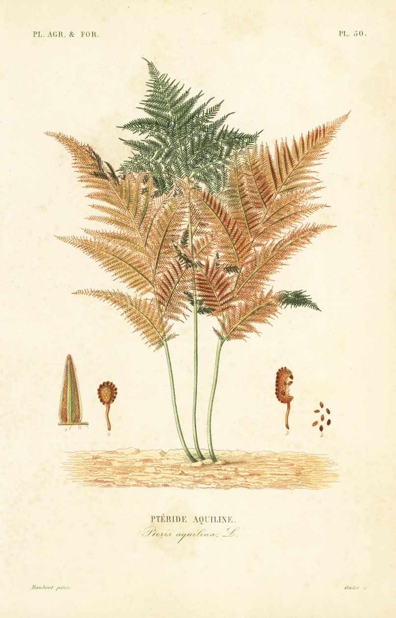 Bracken eller vanlig bromsormbunke, Pteridium aquilinum, Pteris aquilina, Pteride aquiline av Unbekannt