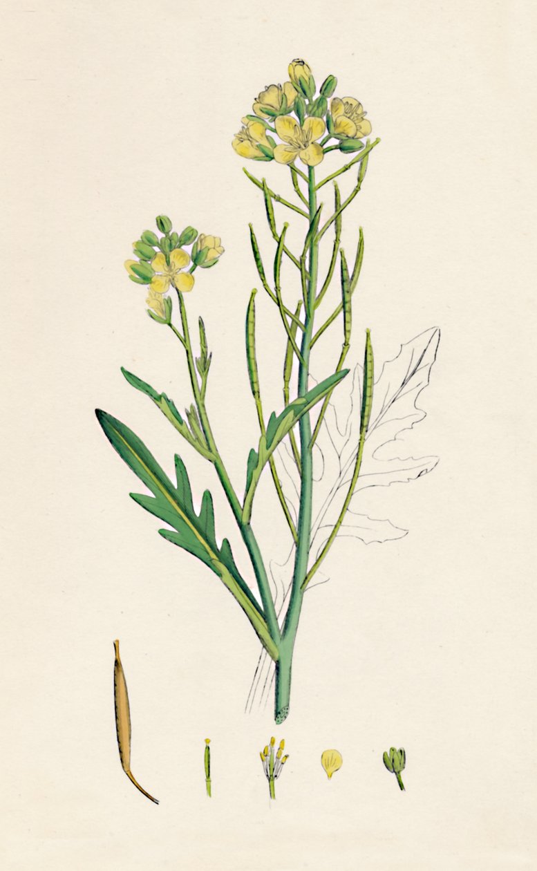 Brassica tenuifolia. Väggraket, 1800-tal av Unbekannt