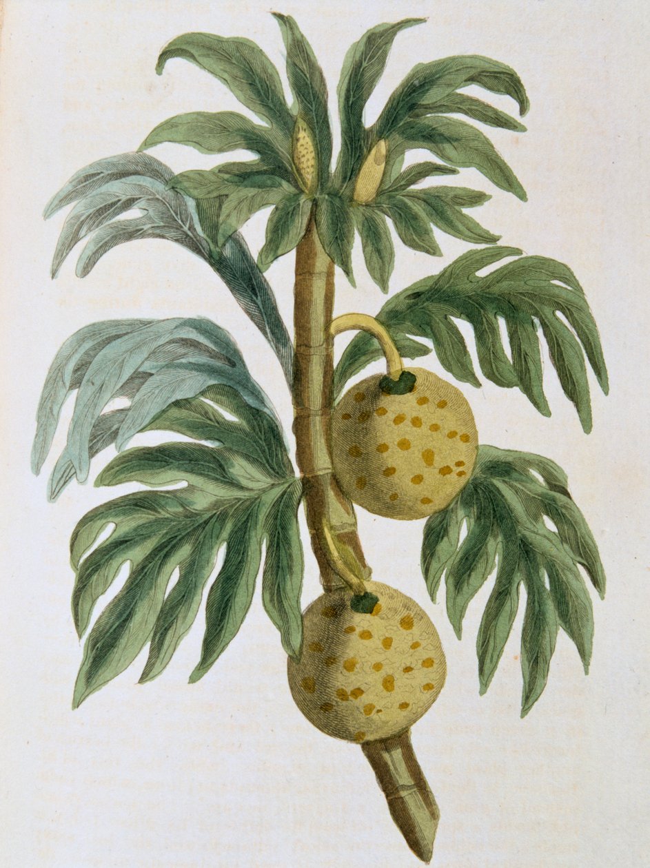 Artocarpus cuttle brödfrukt, 1823 av Unbekannt