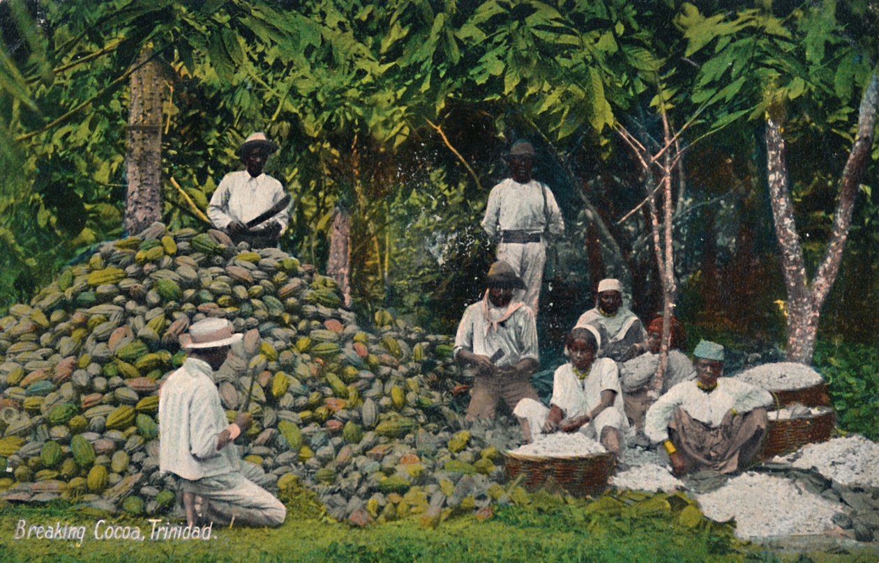 Breaking Cocoa, Trinidad, tidigt 1900-tal. av Unbekannt