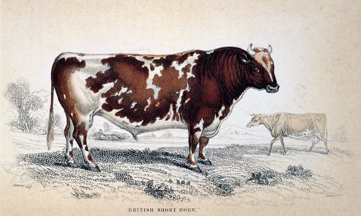Brittiskt korthorn, 1839 av Unbekannt
