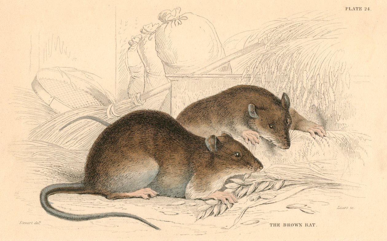 Brunråtta Rattus rattus, 1828 av Unbekannt