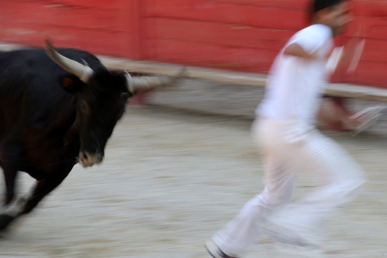 Tjurfäktning (Course camarguaise). Ett blodlöst skådespel (för tjurarna) där målet är att rycka en rosett från huvudet på en tjur, Vallabregues, Frankrike av Unbekannt