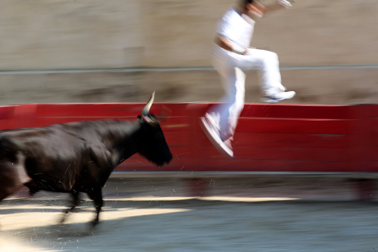 Tjurfäktning (Course camarguaise). Ett blodlöst skådespel (för tjurarna) där målet är att rycka en rosett från huvudet på en tjur, Vallabregues, Frankrike av Unbekannt