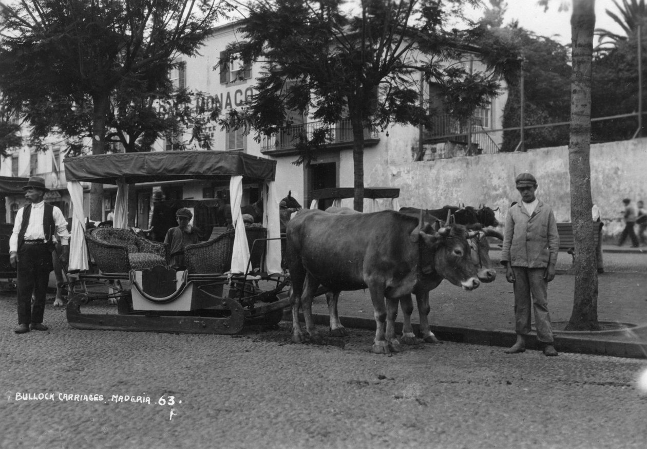 Tjurvagn, Madeira, Portugal, c1920-c1930-tal av Unbekannt