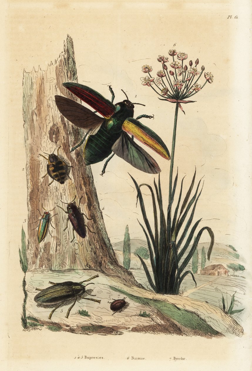 Buprestisbaggar 1-5, blomrusa, Butomus umbellatus 6, och pilbagge, Byrrhus pilula 7 av Unbekannt