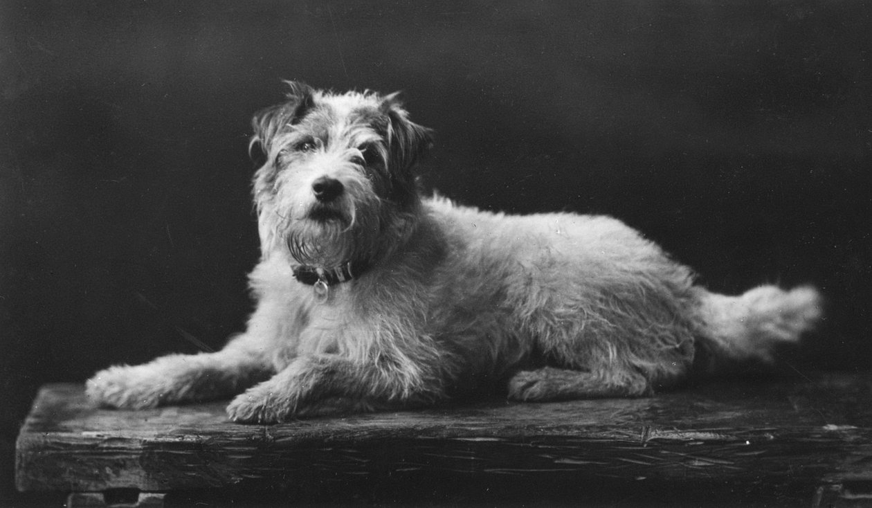 Caesar, King Edwards favorithund, 1900-talet av Unbekannt