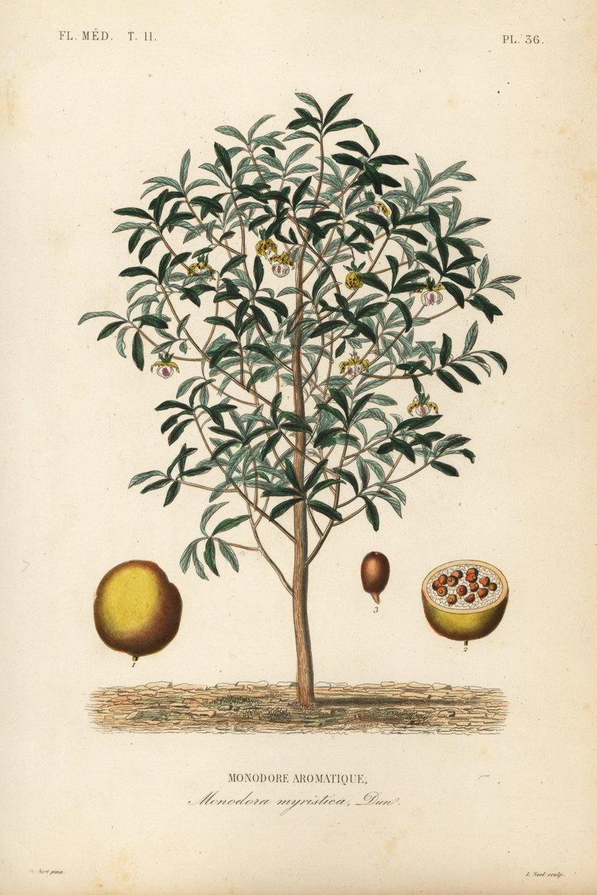 Kalebasmuskot, Monodora myristica, Monodore aromatique av Unbekannt