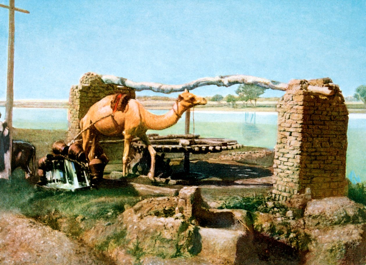 Kamel och shaduf, Luxor, Egypten, 1900-talet av Unbekannt