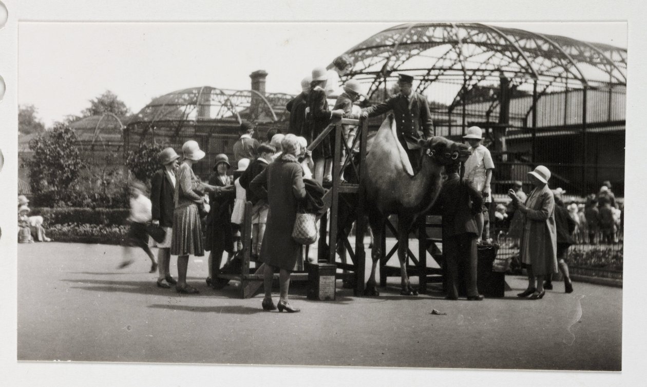 Kamelfärd, c 1930 av Unbekannt
