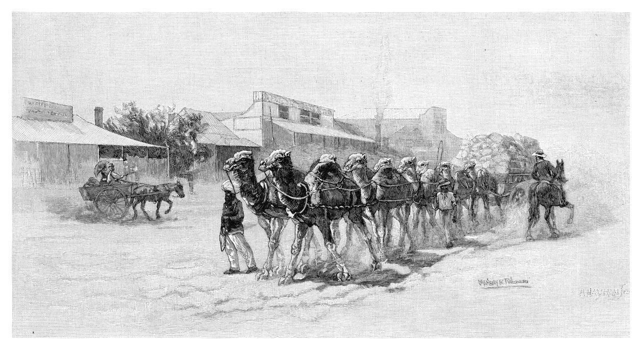 Camel team, Wilcannia, New South Wales, Australien, 1886 av Unbekannt