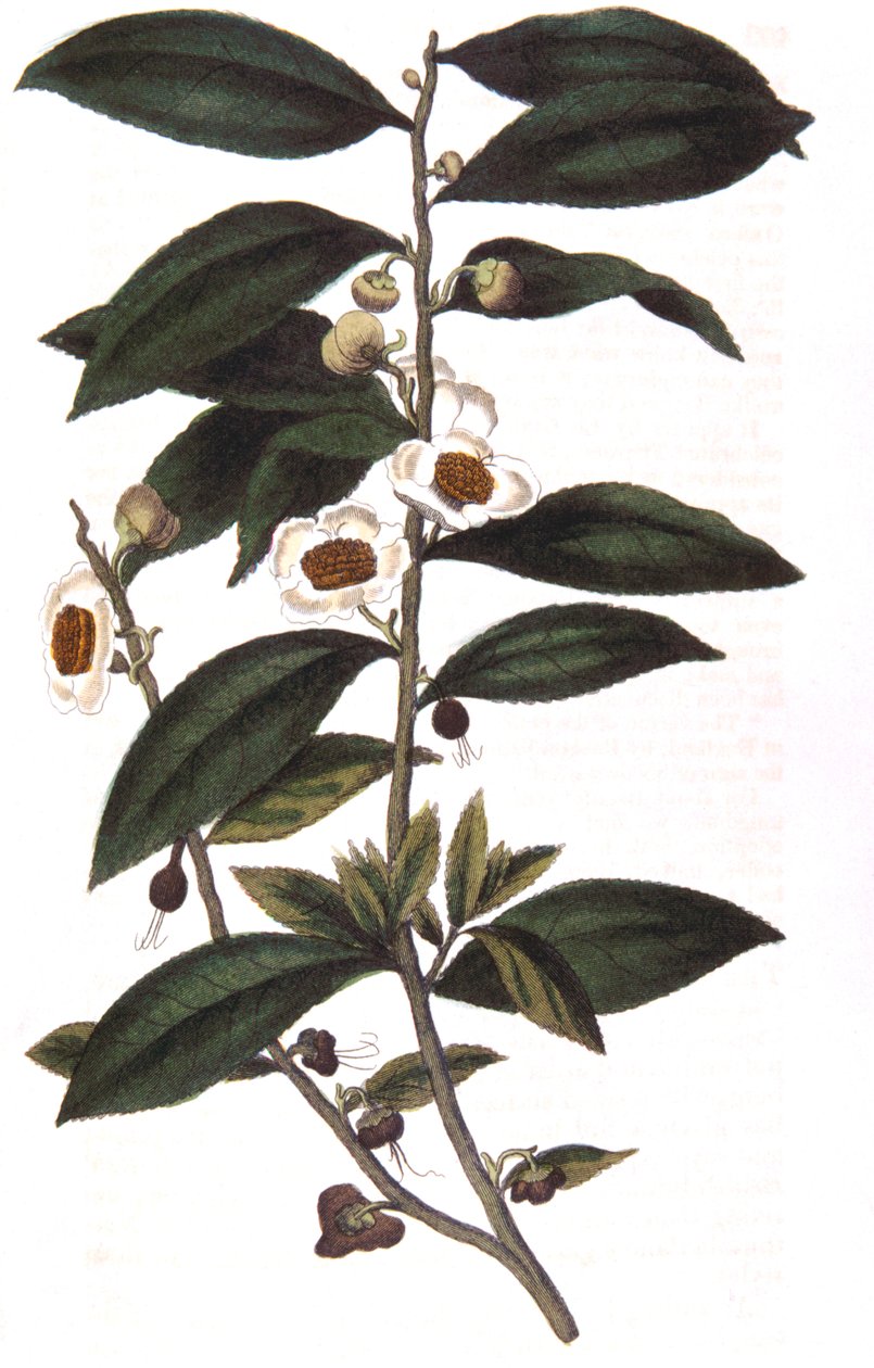 Camellia sinensis - teväxt, 1823 av Unbekannt