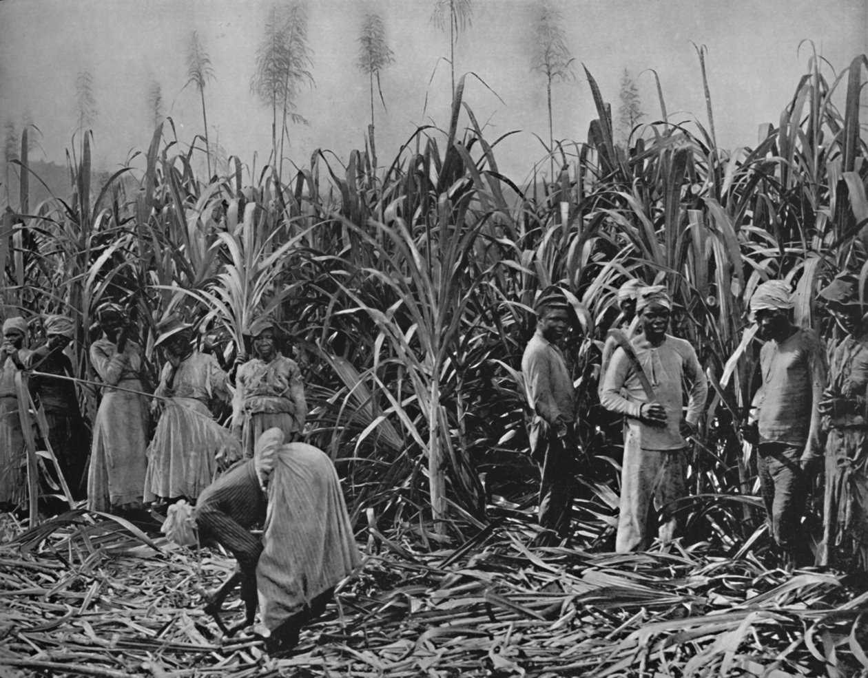 Cane-Cutters i Jamaica, 1891 av Unbekannt