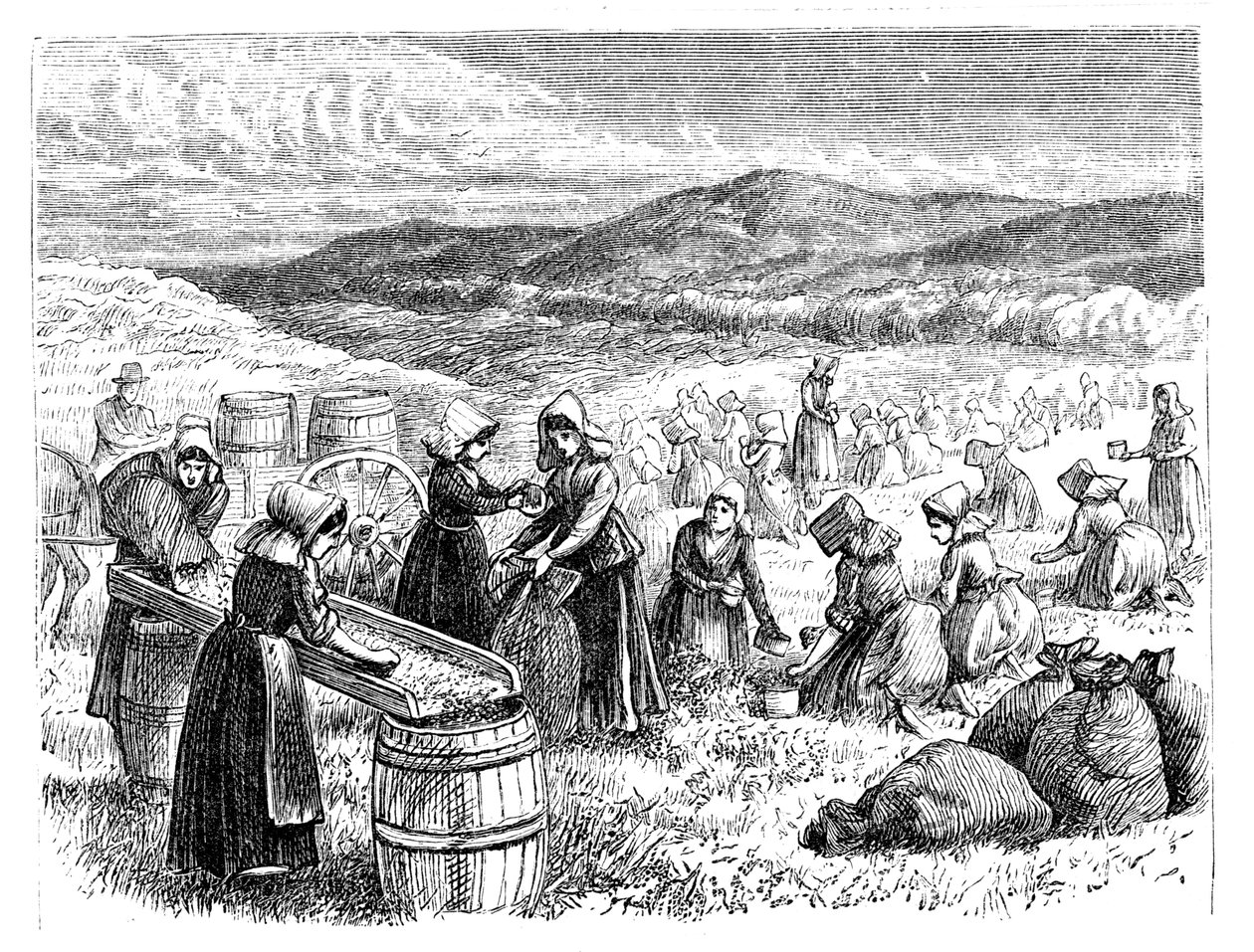 Cape Cod-kvinnor som plockar och sorterar tranbär, 1875 av Unbekannt