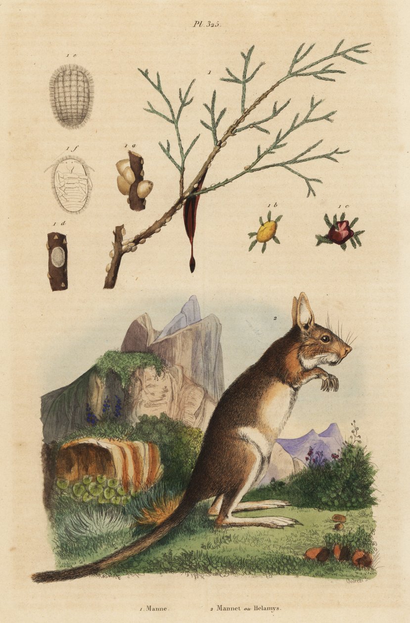 Kaphare, Lepus capensis 2 och mannaaska, Fraxinus ornus av Unbekannt
